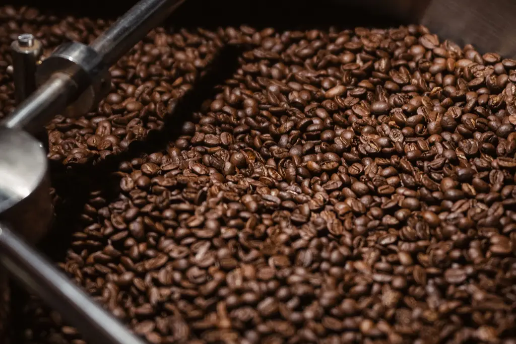 Dark roasted coffee beans resting in a roaster drum beside its stirring arm