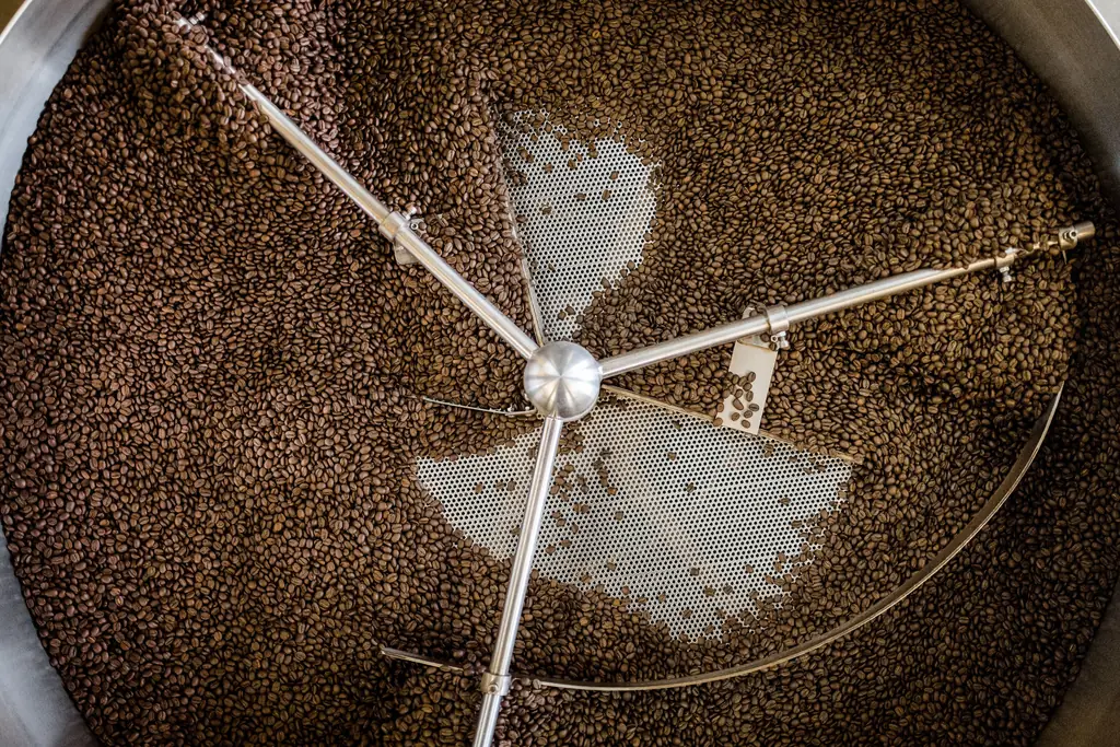 Roasted coffee beans cooling under the stirring arms of a roaster's cooling tray
