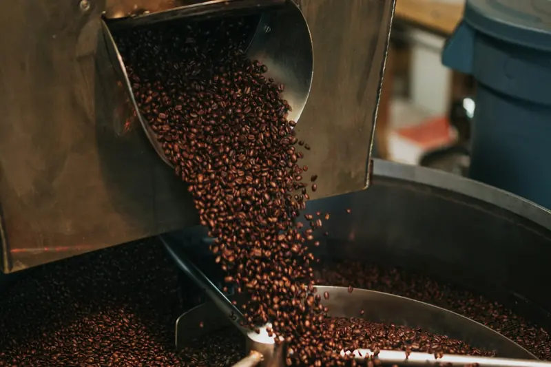 Freshly roasted coffee beans pouring from a drum roaster into its cooling tray